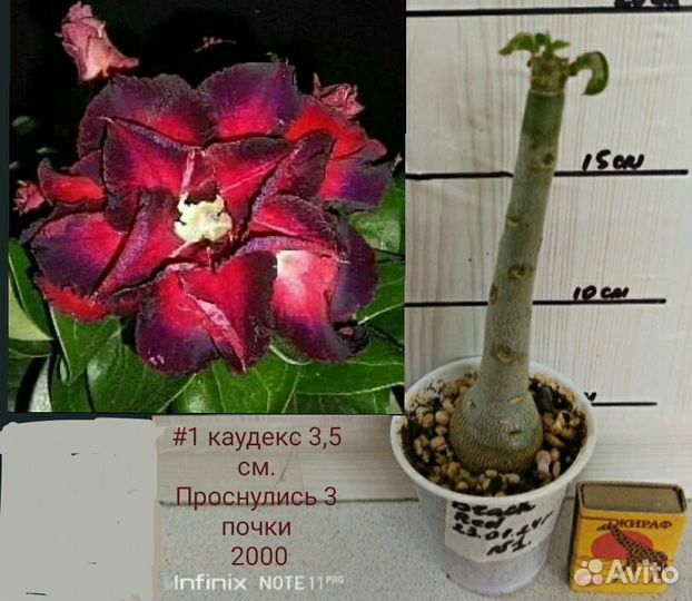 Мини адениум, прививки