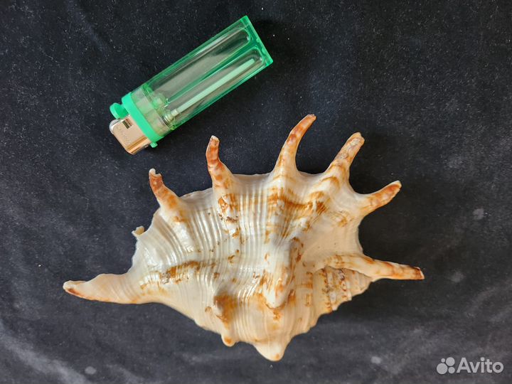 Морские ракушки раковины большие