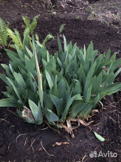 Ирис желтый