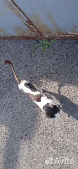 Кошка в дар бесплатно