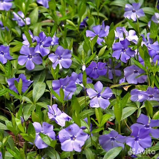 Лилейники, астильбы, купена, лилии