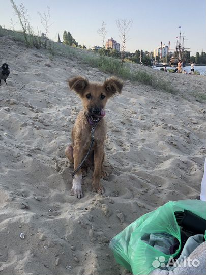 Чистокровный дворянин