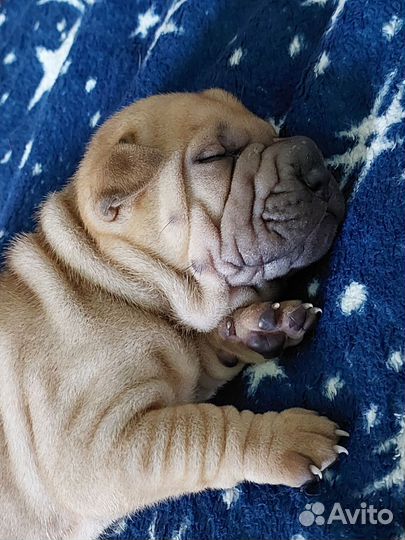 Хорсовый малыш