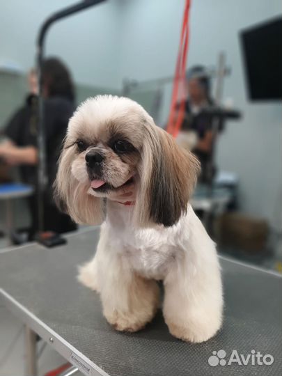 Стрижка собак ши-тцу бесплатно