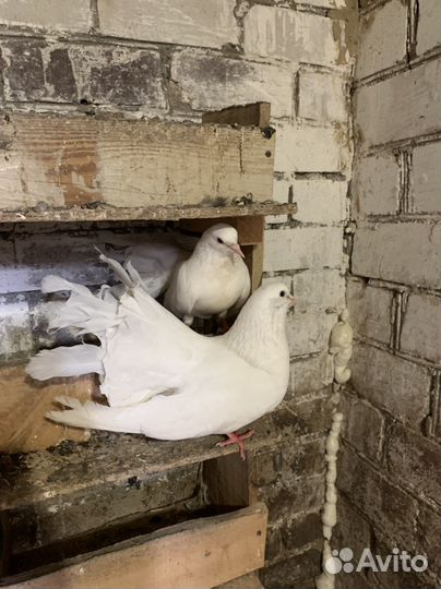 Голуби павлины