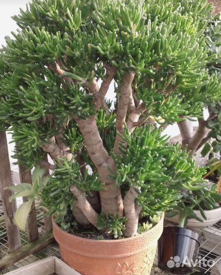 Крассула хоббит, корал и Хорн три