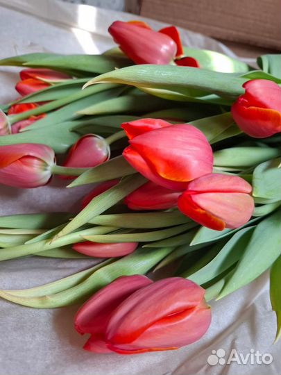 Тюльпаны к 8 марта