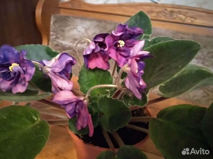 Фиалка стрелец Элит, селекция ле