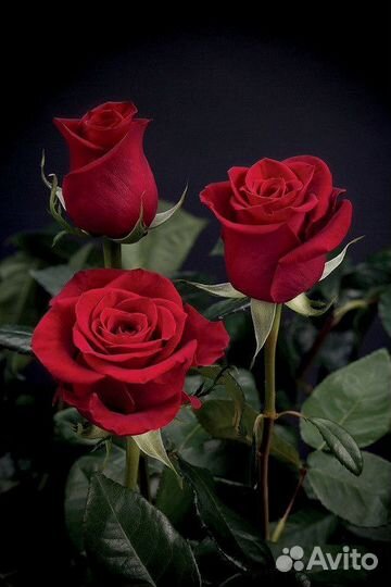 Букет Розы красные Премиум класс Эквадор