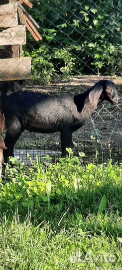 Англо нубийские козлята