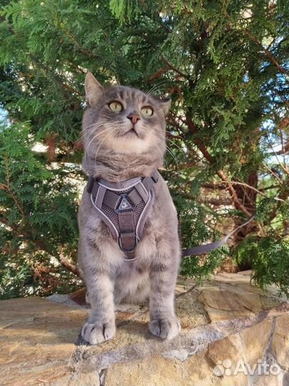 Кот ищет дом