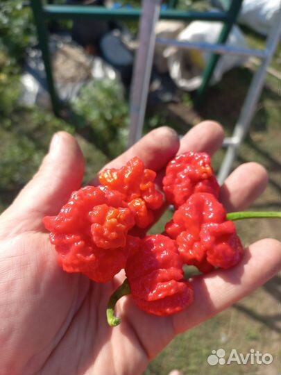 Перец острый свежий Каролина Рипер