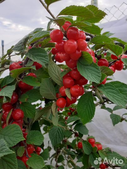 Многолетники для сада цветы