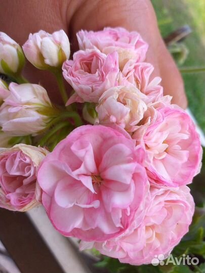 Красивоцветущие комнатные растения