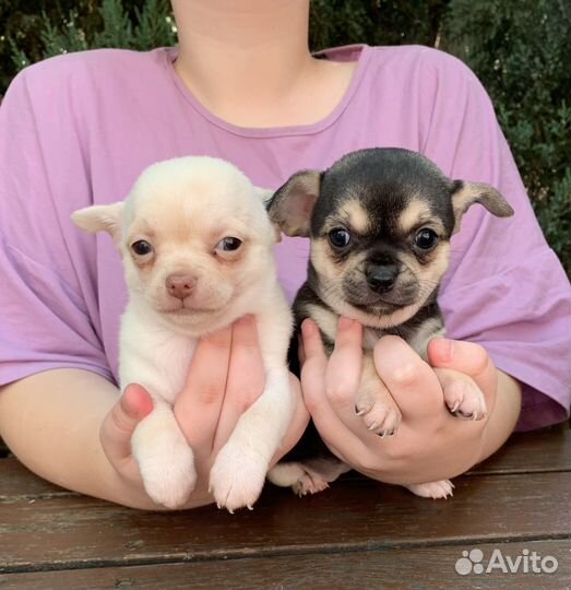 Девочки стандарт чихуахуа