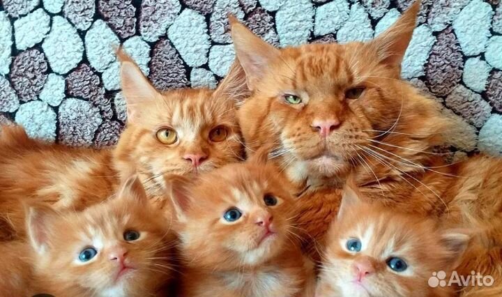 Котята мейн-кун рыжие