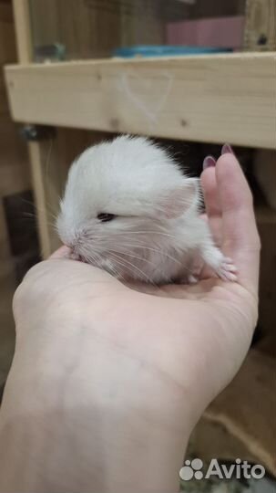 Шиншиллы детеныши