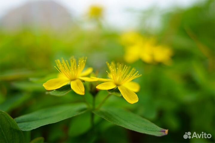 Tamron AF 20 f/2.8 Di III OSD M1:2 Sony E