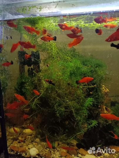 Аквариумное рыбки