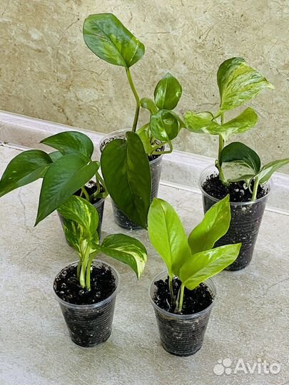 Декоративно-лиственные растения в наборах