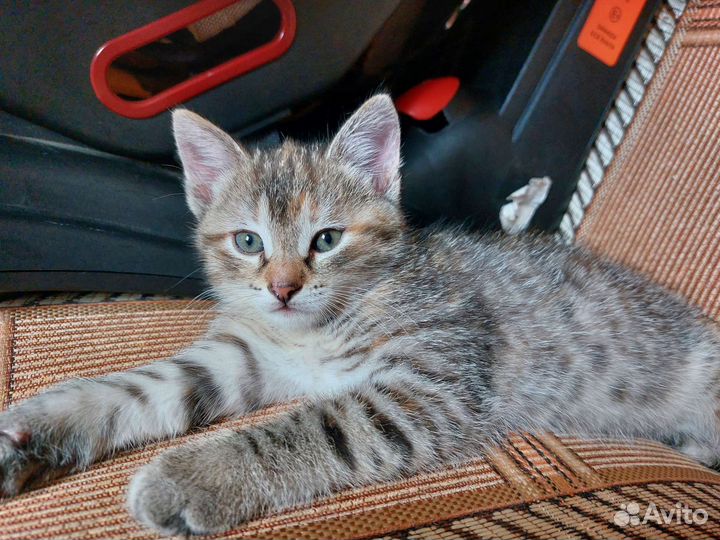 Два коненка-девочки 1.5 мес. бесплатно