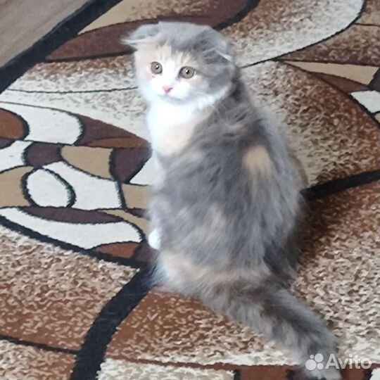 Вислоухий котенок (девочка)