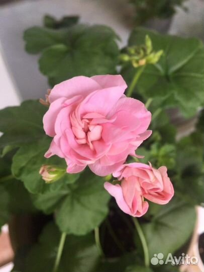 Пеларгония герань Miss Rose укорененный черенок