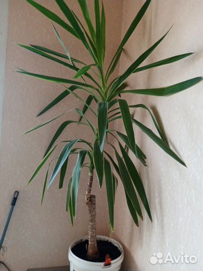 Пальма юкка