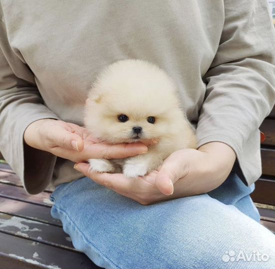 Медвежата супер мини померанцы шпицы