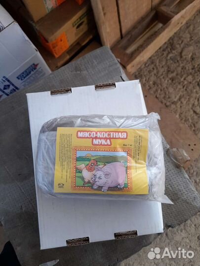 Ракушка морская