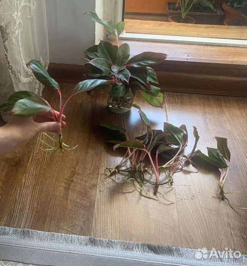 Аглаонема крит