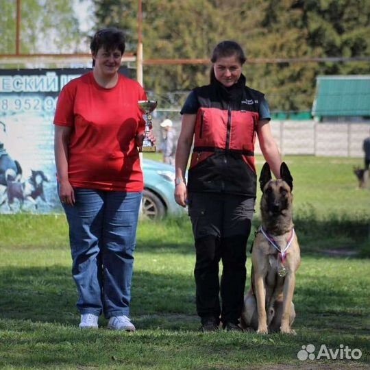 Дрессировка собак кинолог