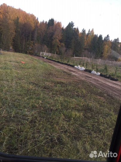 Продам саженцы сосны и ели всех размеров, а так же