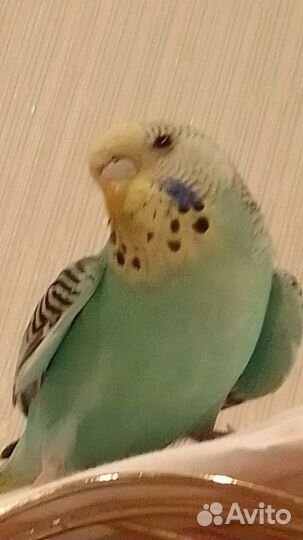 Птенцы волнистый попугай