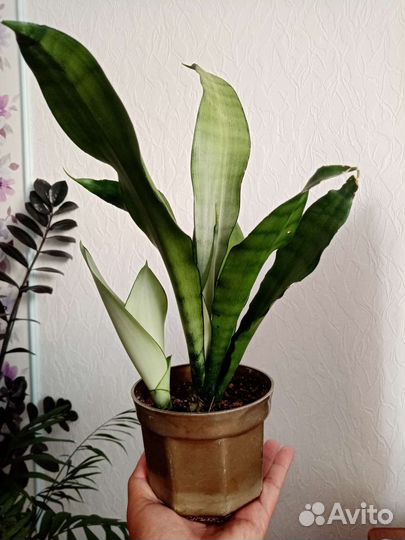 Замиокулькас. Сансевиерия