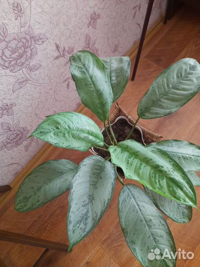 Аглаонема,Фридман