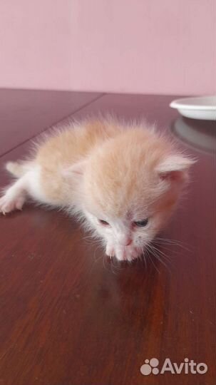 Отдам котика