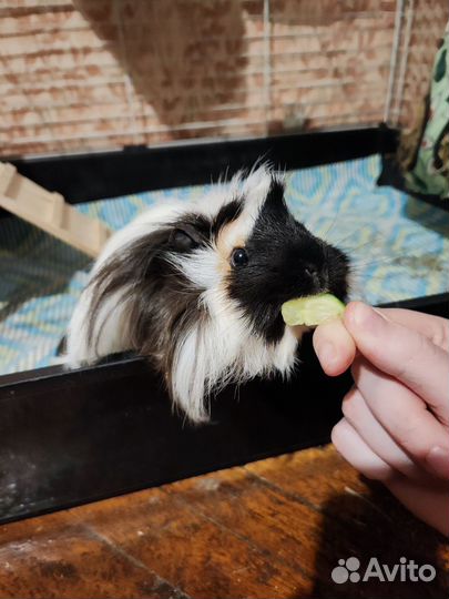 Две морские свинки со всеми принадлежностями