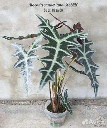 Алоказия sanderiana Nobilis
