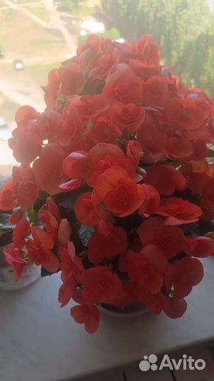 Бегония вечно цветущая