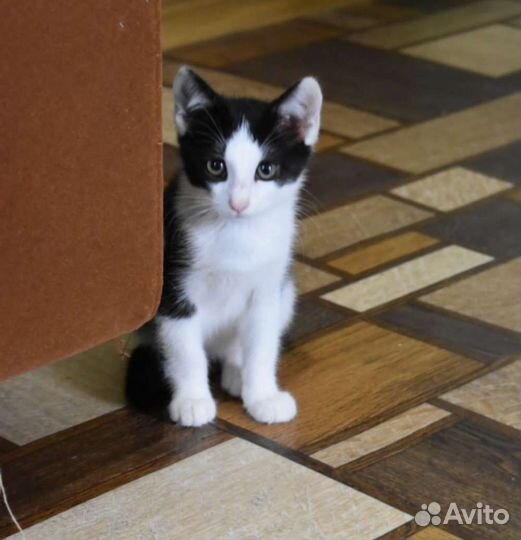 2 мес. малыш в добрые руки