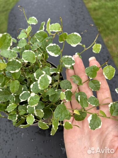 Фикус Триангулярис Али твилайт альба шрива