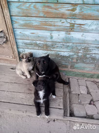 Кутята в добрые руки