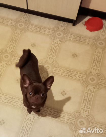 Квартирная VIP передержка животных