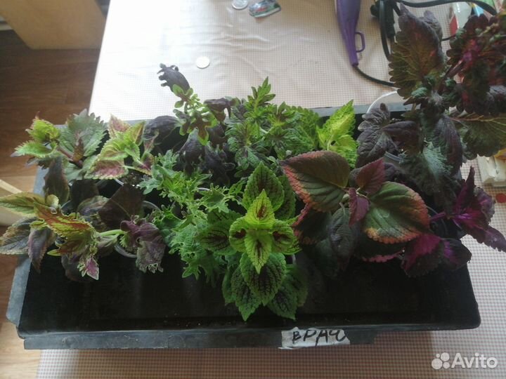 Цветы. Колиусы