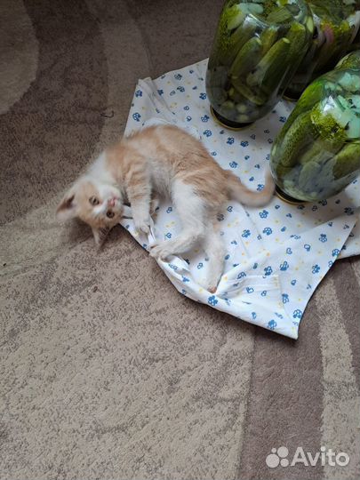 Отдам кота в добрые руки