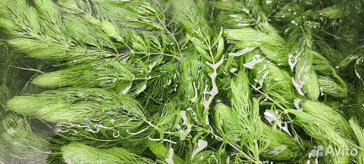 Роголистник в аквариум