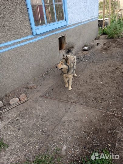 Собаки на охрану