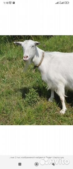 Козы дойные