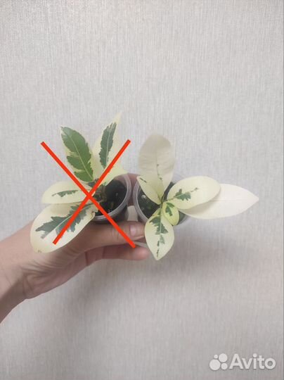 Фикус микрокарпа альбомаргината